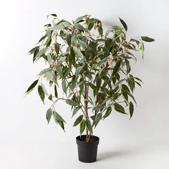 1 x Eucalyptus Flowering Plant