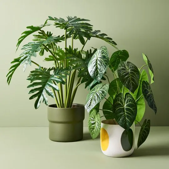 2 x Anthurium Clarinervium Plant