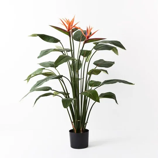 2 x Bird of Paradise Plant
