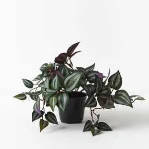 6 x Wandering Jew Hanging Bush in Pot