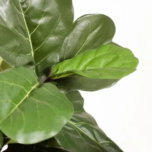 Artificial 2 x Fiddle Leaf Tree