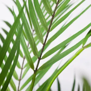 Artificial 2 x Palm Phoenix