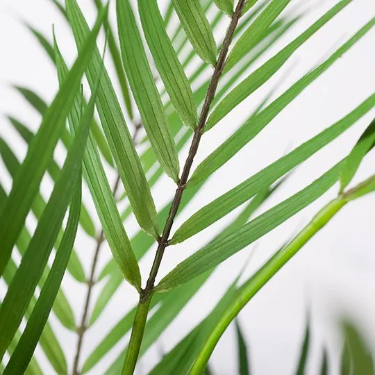 Artificial 2 x Palm Phoenix