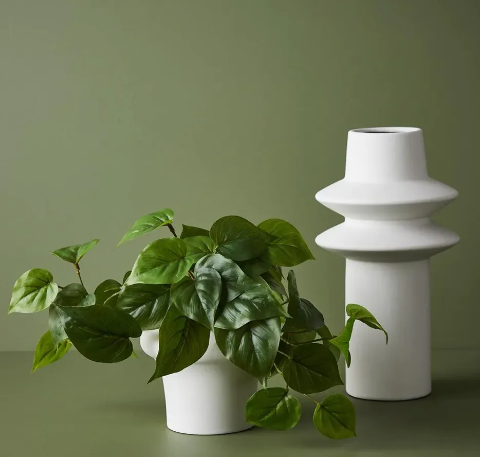 Floral Interiors Philodendron In Pot
