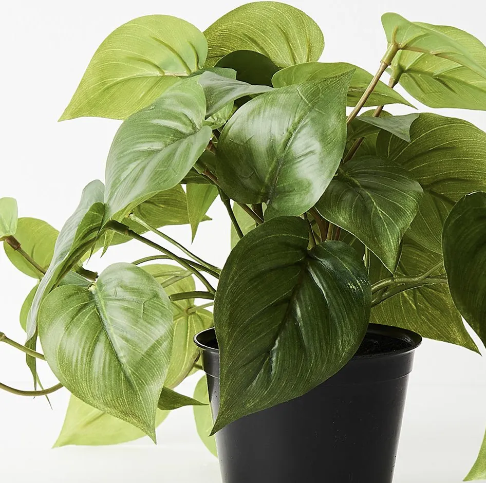 Floral Interiors Philodendron In Pot