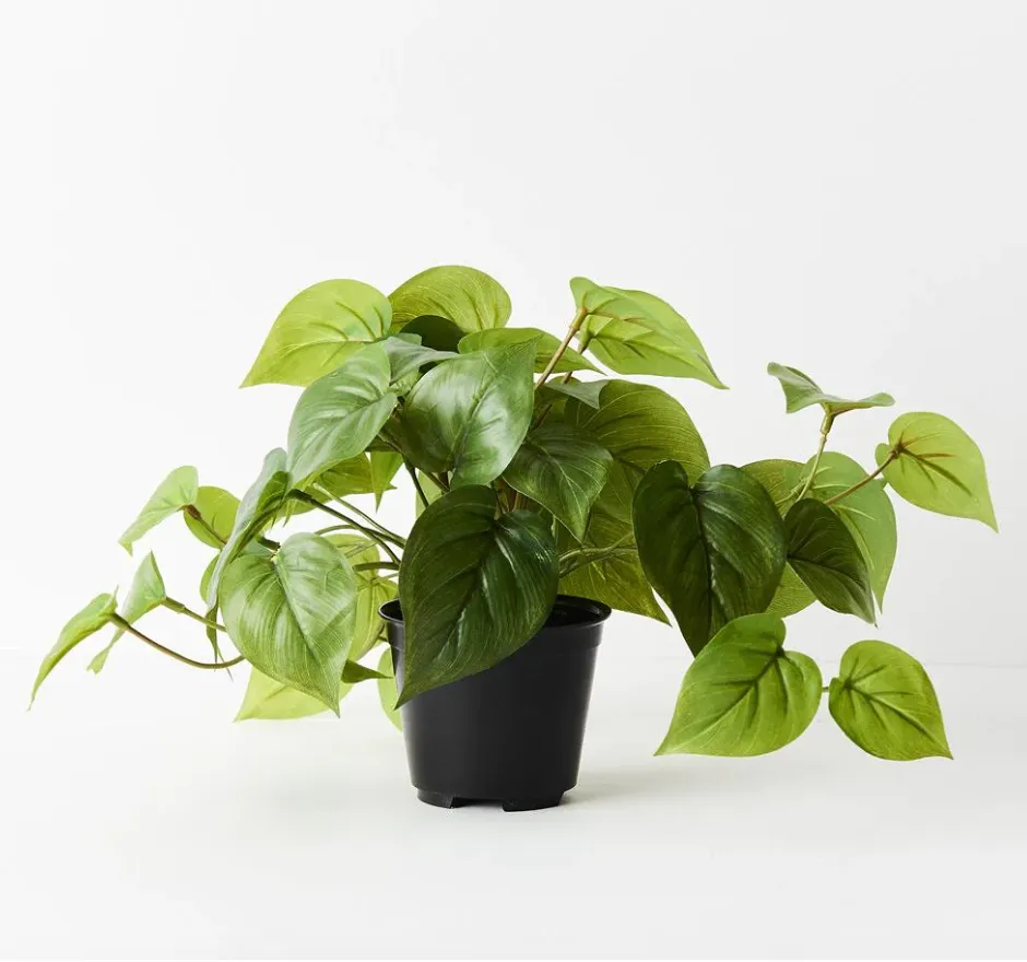 Floral Interiors Philodendron In Pot