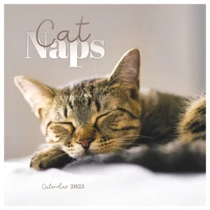 Otter House Cat Naps Mini Wall Calendar 2025